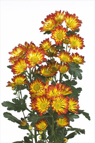 Foto fiore da  Reciso Chrysanthemum Roma