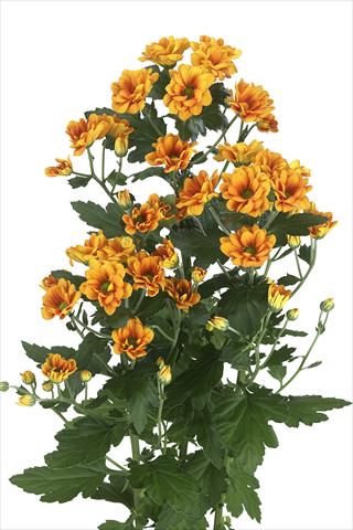 photo of flower to be used as: Cutflower Chrysanthemum Managua Orange