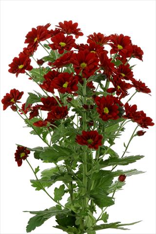 Foto fiore da  Reciso Chrysanthemum Managua Red