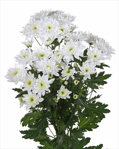 photo of flower to be used as: Cutflower Chrysanthemum Milano White
