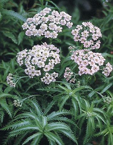 photo of flower to be used as: Bedding / border plant Achillea sibirica Love Parade