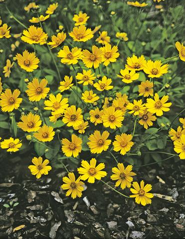 photo of flower to be used as: Bedding / border plant Coreopsis auriculata f. nana Elfin Gold