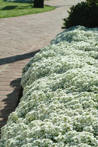 photo of flower to be used as: Pot and bedding Alyssum maritimum Clear Crystal White