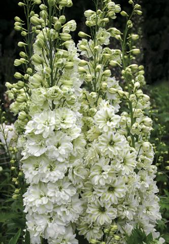 photo of flower to be used as: Bedding / border plant Delphinium elatum New Millennium Series Green Twist