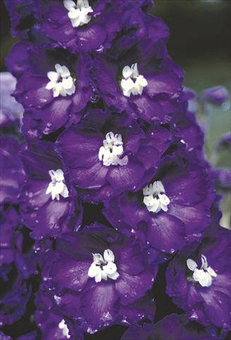 Foto fiore da  Aiuola e/o bordura Delphinium elatum New Millennium Series Purple Passion