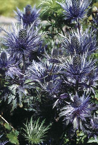 Foto fiore da  Aiuola e/o bordura Eryngium alpinum Blue Star
