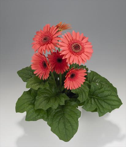 photo of flower to be used as: Pot Gerbera jamesonii Royal Wartermelon 2073