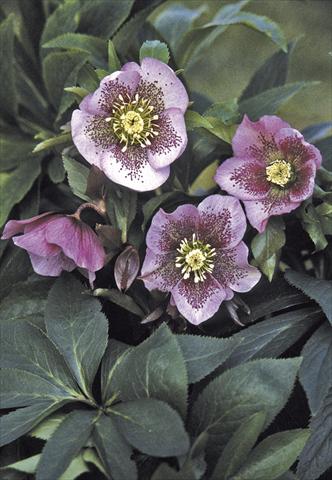 photo of flower to be used as: Bedding / border plant Helleborus Orientalis-Hybr. Pink Spotted Lady