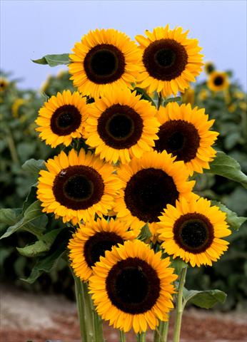 photo of flower to be used as: Cutflower Helianthus annuus Tiffany F1