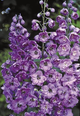 photo of flower to be used as: Bedding / border plant Delphinium elatum New Millennium Series Pink Punch