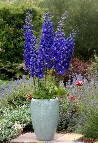 photo of flower to be used as: Bedding / border plant Delphinium x cultorum Centurion Royal Purple F1