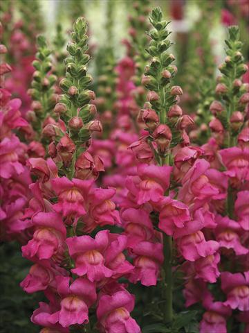 photo of flower to be used as: Pot and bedding Antirrhinum majus Overture II Rose