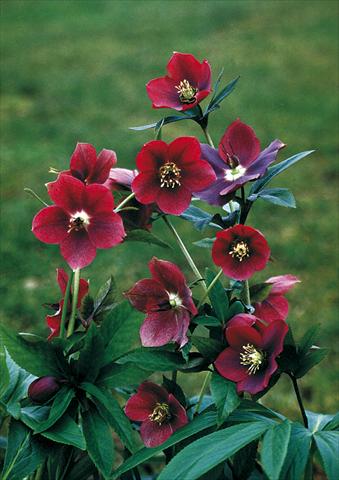 Foto fiore da  Aiuola e/o bordura Helleborus Orientalis-Hybr. Red Lady