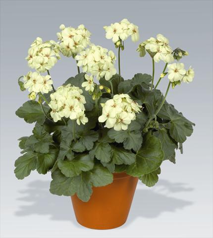 photo of flower to be used as: Pot, bedding, patio Pelargonium zonale pac® First Yellow