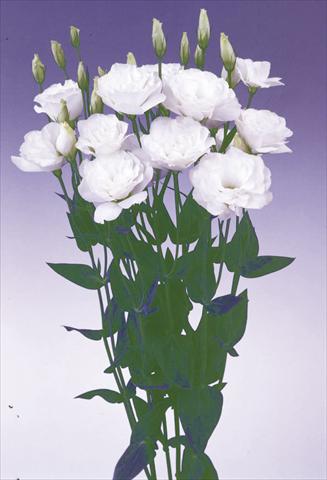 Foto fiore da  Reciso Lisianthus (Eustoma grandiflorum) Lisi Borealis White