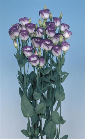 Foto fiore da  Reciso Lisianthus (Eustoma grandiflorum) Lisi Piccolo1 Blue Rim