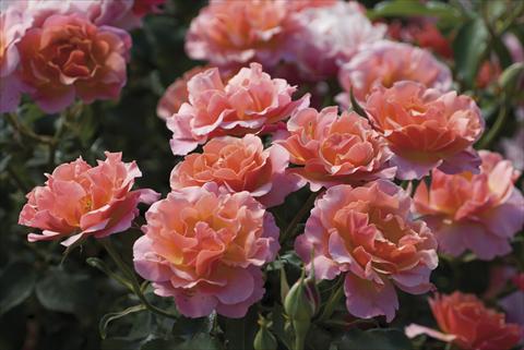 photo of flower to be used as: Cutflower Rosa floribunda Charleston®