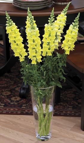 Foto fiore da  Vaso e aiola Antirrhinum majus Overture II Yellow 08 Imp