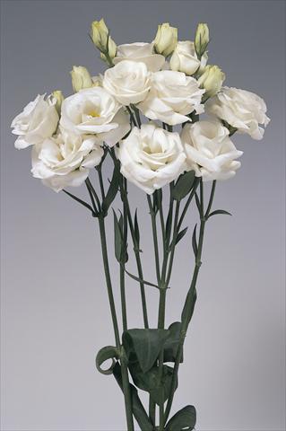 photo of flower to be used as: Cutflower Lisianthus (Eustoma grandiflorum) Rosita White