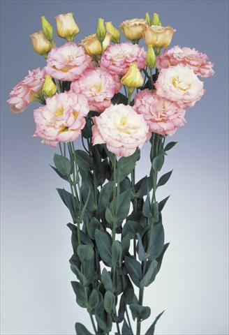 photo of flower to be used as: Cutflower Lisianthus (Eustoma grandiflorum) Lis_Echo Champagne