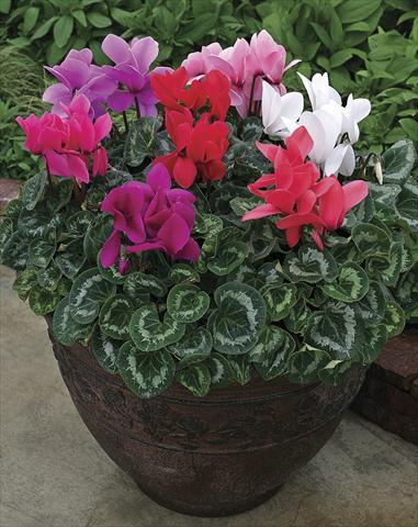 photo of flower to be used as: Pot and bedding Cyclamen persicum Rainier Mix