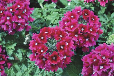photo of flower to be used as: Pot and bedding Verbena Shangri-La® Cherry Scented