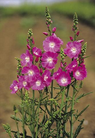 Foto fiore da  Aiuola e/o bordura Sidalcea malviflora Purpetta