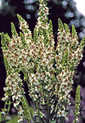 photo of flower to be used as: Bedding / border plant Verbascum chaixii Wedding Candles