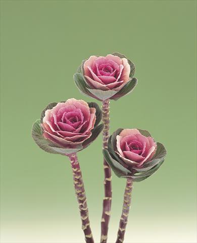 Foto fiore da  Reciso Brassica oleracea Pink Crane F1