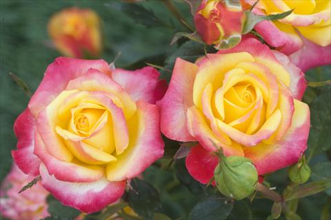 Foto fiore da  Aiuola e/o bordura Rosa floribunda Flame Meillandina®