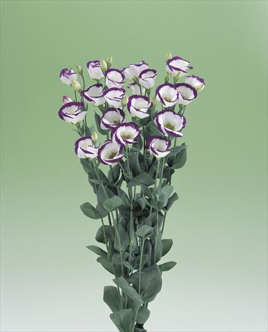 photo of flower to be used as: Cutflower Lisianthus (Eustoma grandiflorum) Vulcan F1 Purple Picotee