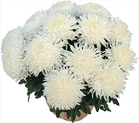 photo of flower to be used as: Pot Chrysanthemum Pikneige Blanc
