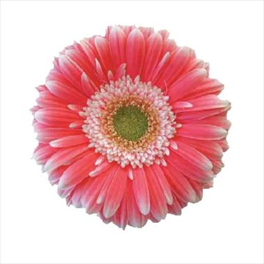 photo of flower to be used as: Cutflower Gerbera jamesonii Big Ben
