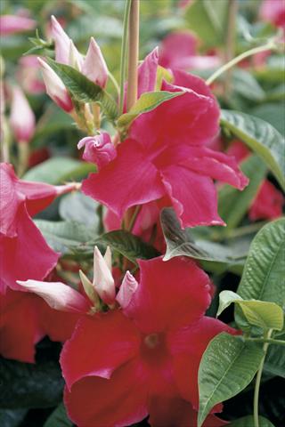 photo of flower to be used as: Patio, pot Dipladenia (Mandevilla) Red Velvet