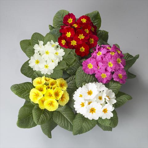 photo of flower to be used as: Pot and bedding Primula acaulis, veris, vulgaris Dawn Mix