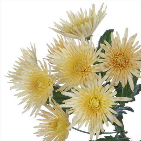 Foto fiore da  Vaso e aiola Chrysanthemum Anastasia Bronze
