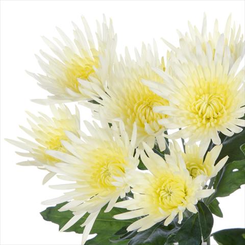 Foto fiore da  Vaso e aiola Chrysanthemum Anastasia Cream