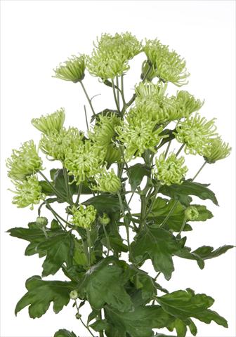 photo of flower to be used as: Pot and bedding Chrysanthemum Anastasia Green