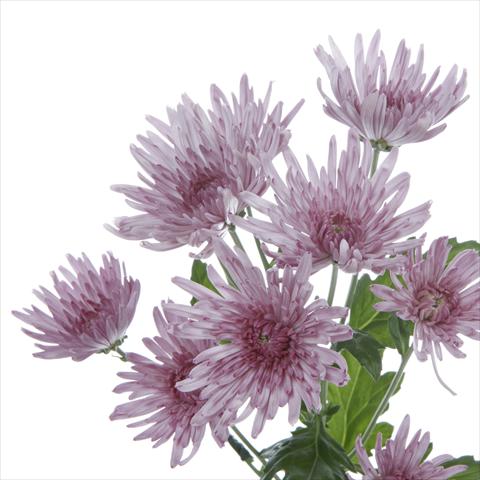 photo of flower to be used as: Pot and bedding Chrysanthemum Anastasia Lilac