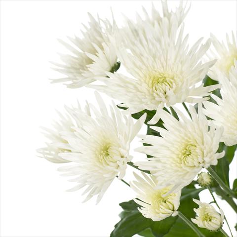 Foto fiore da  Vaso e aiola Chrysanthemum Anastasia