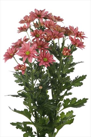 photo of flower to be used as: Pot and bedding Chrysanthemum Asenka Salmon