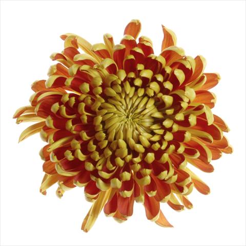 Foto fiore da  Vaso e aiola Chrysanthemum Fuego