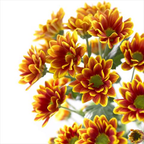 Foto fiore da  Vaso e aiola Chrysanthemum Kastelli