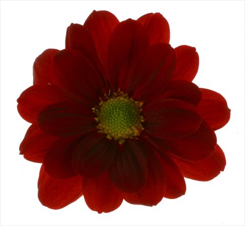 photo of flower to be used as: Pot and bedding Chrysanthemum Managua Red