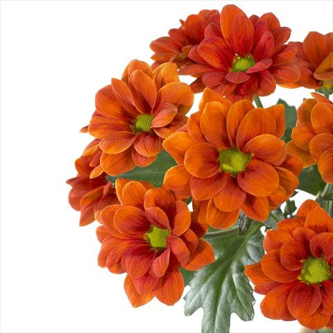 photo of flower to be used as: Pot and bedding Chrysanthemum Managua