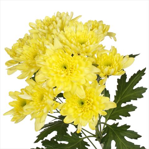 photo of flower to be used as: Pot and bedding Chrysanthemum Milano Yellow