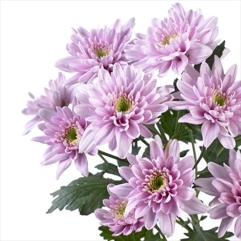 photo of flower to be used as: Pot and bedding Chrysanthemum Milano