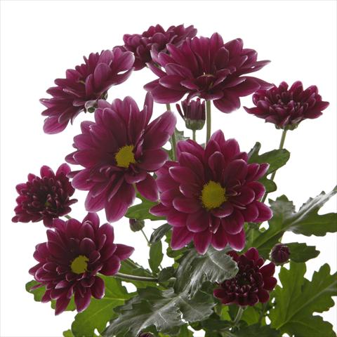 photo of flower to be used as: Pot and bedding Chrysanthemum Orinoco Dark