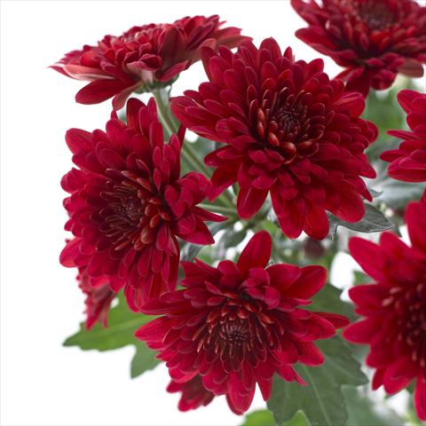 photo of flower to be used as: Pot and bedding Chrysanthemum Sienna
