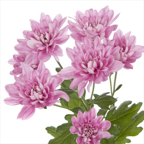 photo of flower to be used as: Pot and bedding Chrysanthemum Taormina Splendid